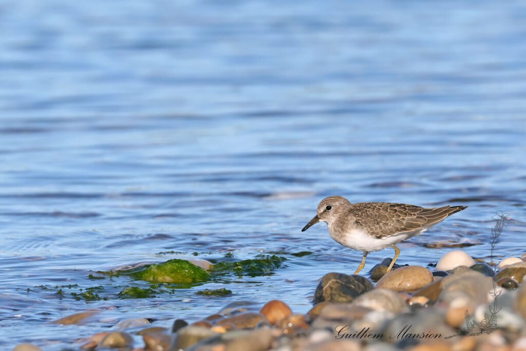 Calidris temminckii - Bécasseau de Temminck [Scolopacidae]