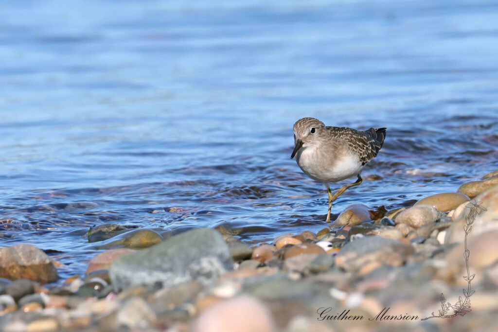 Calidris temminckii - Bécasseau de Temminck [Scolopacidae]