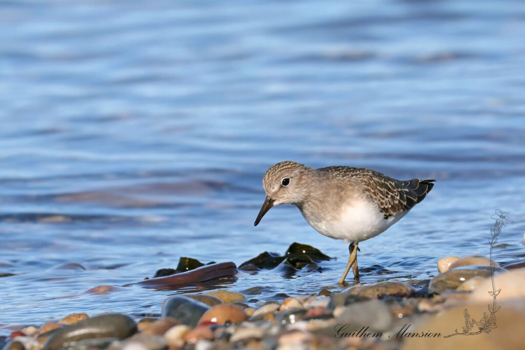 Calidris temminckii - Bécasseau de Temminck [Scolopacidae]