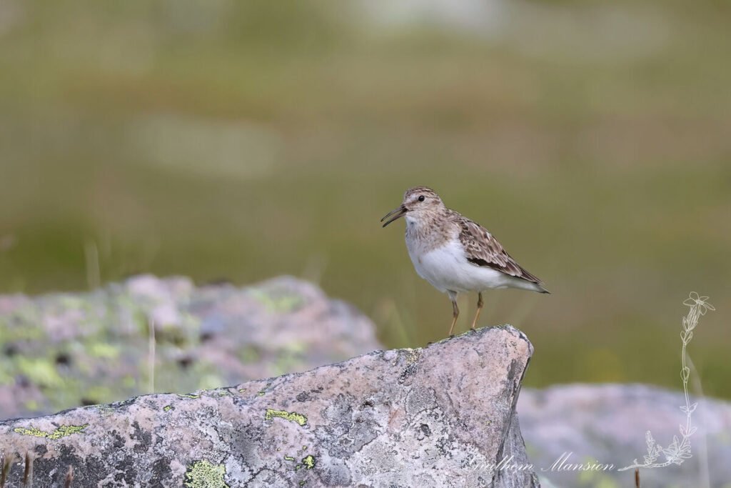 Calidris temminckii - Bécasseau de Temminck [Scolopacidae]
