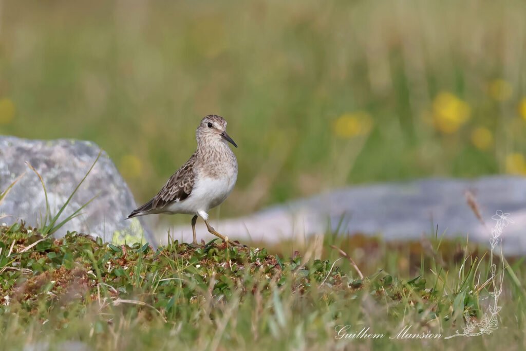 Calidris temminckii - Bécasseau de Temminck [Scolopacidae]