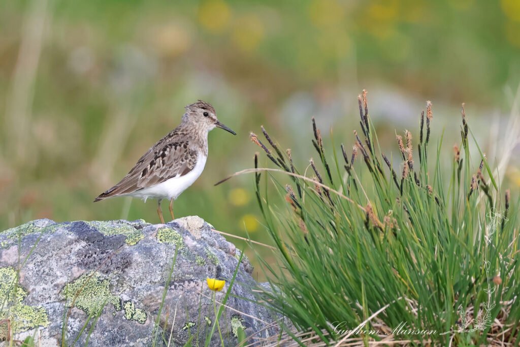 Calidris temminckii - Bécasseau de Temminck [Scolopacidae]