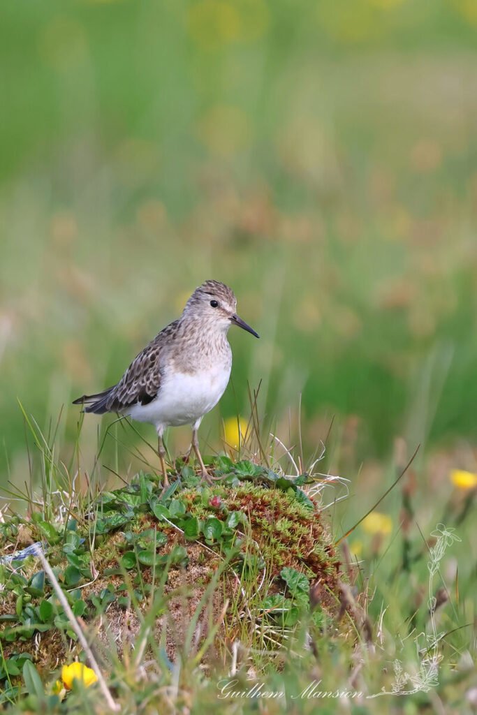 Calidris temminckii - Bécasseau de Temminck [Scolopacidae]