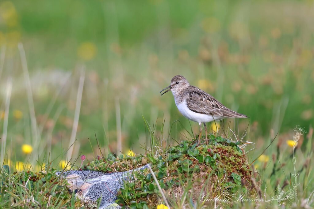 Calidris temminckii - Bécasseau de Temminck [Scolopacidae]