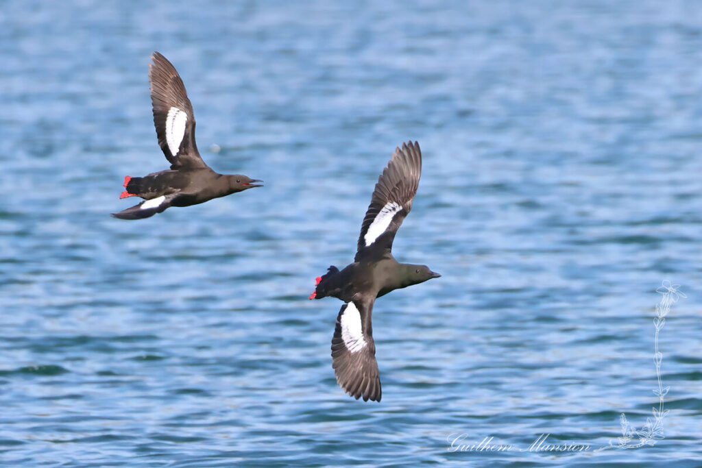 Cepphus grylle - Guillemot miroir [Alcidae]