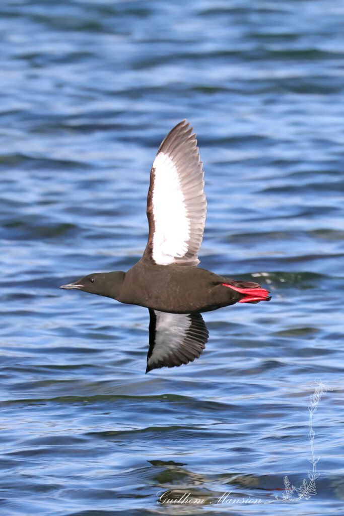 Cepphus grylle - Guillemot miroir [Alcidae]