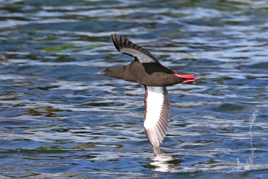 Cepphus grylle - Guillemot miroir [Alcidae]