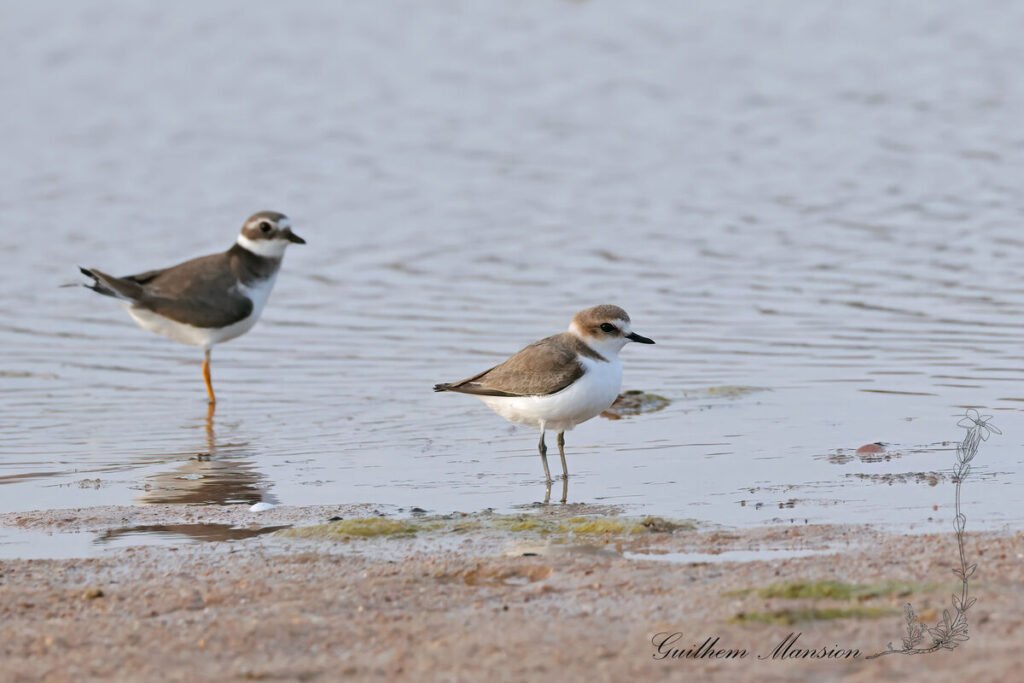 Charadrius alexandrinus - Gravelot à collier interrompu [Charadriidae]