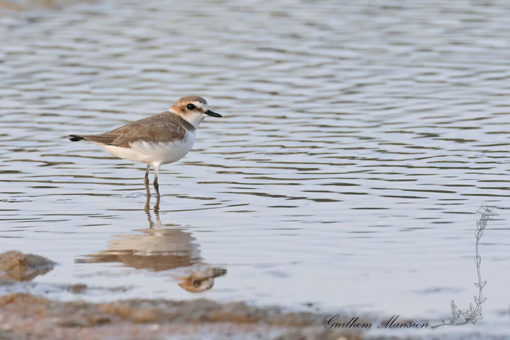 Charadrius alexandrinus - Gravelot à collier interrompu [Charadriidae]