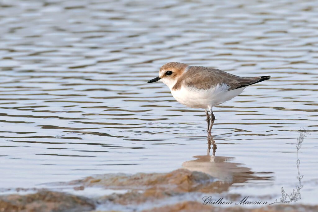 Charadrius alexandrinus - Gravelot à collier interrompu [Charadriidae]