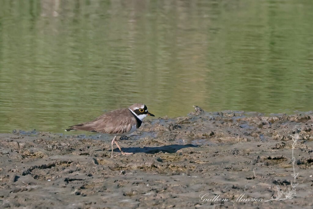 Charadrius dubius - Pluvier petit-gravelot [Charadriidae]