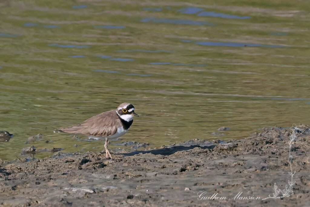 Charadrius dubius - Pluvier petit-gravelot [Charadriidae]