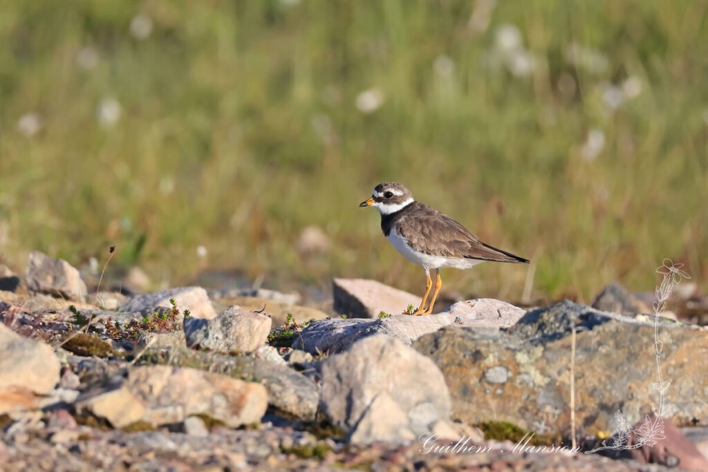 Charadrius hiaticula - Grand gravelot [Charadriidae]