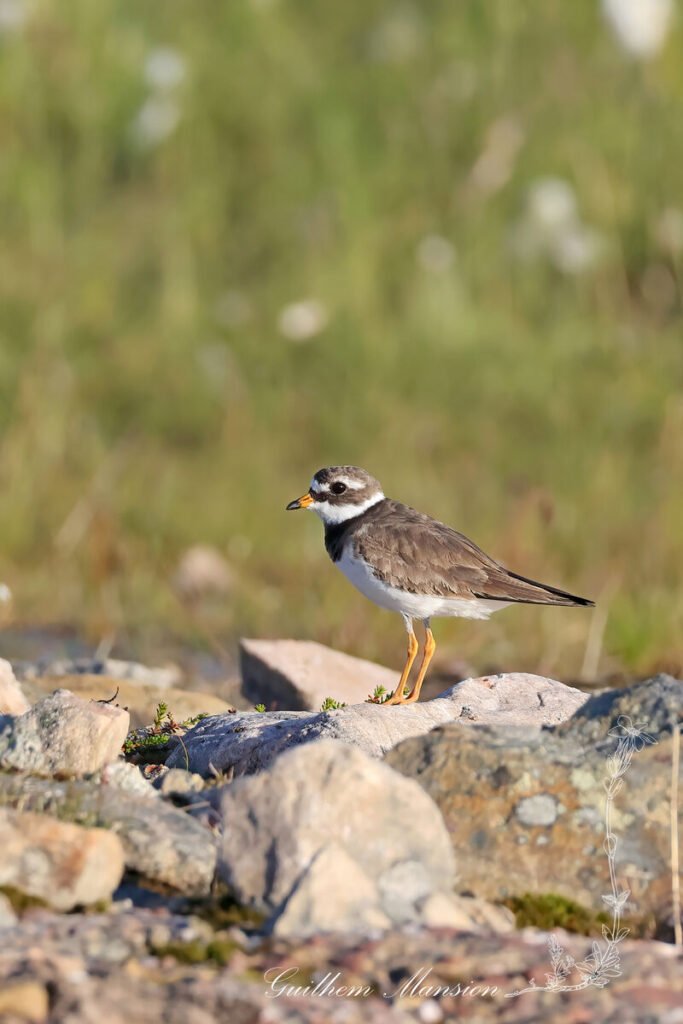 Charadrius hiaticula - Grand gravelot [Charadriidae]