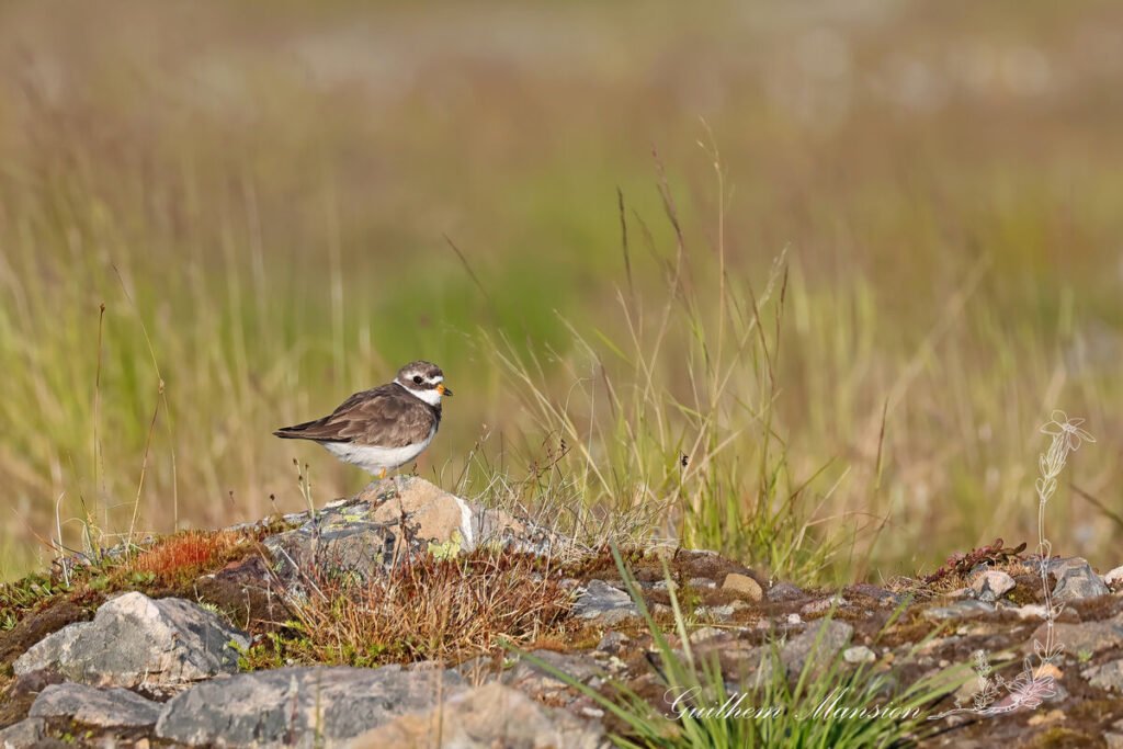 Charadrius hiaticula - Grand gravelot [Charadriidae]