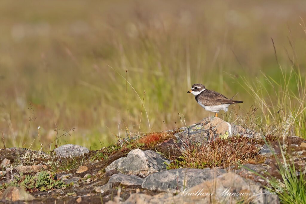 Charadrius hiaticula - Grand gravelot [Charadriidae]