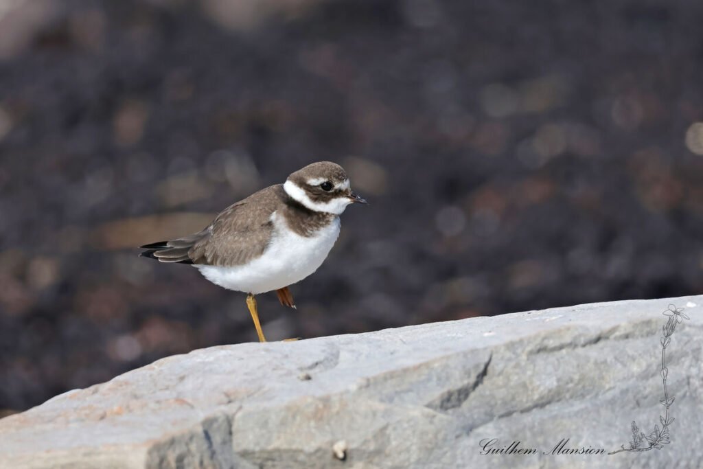 Charadrius hiaticula - Grand gravelot [Charadriidae]