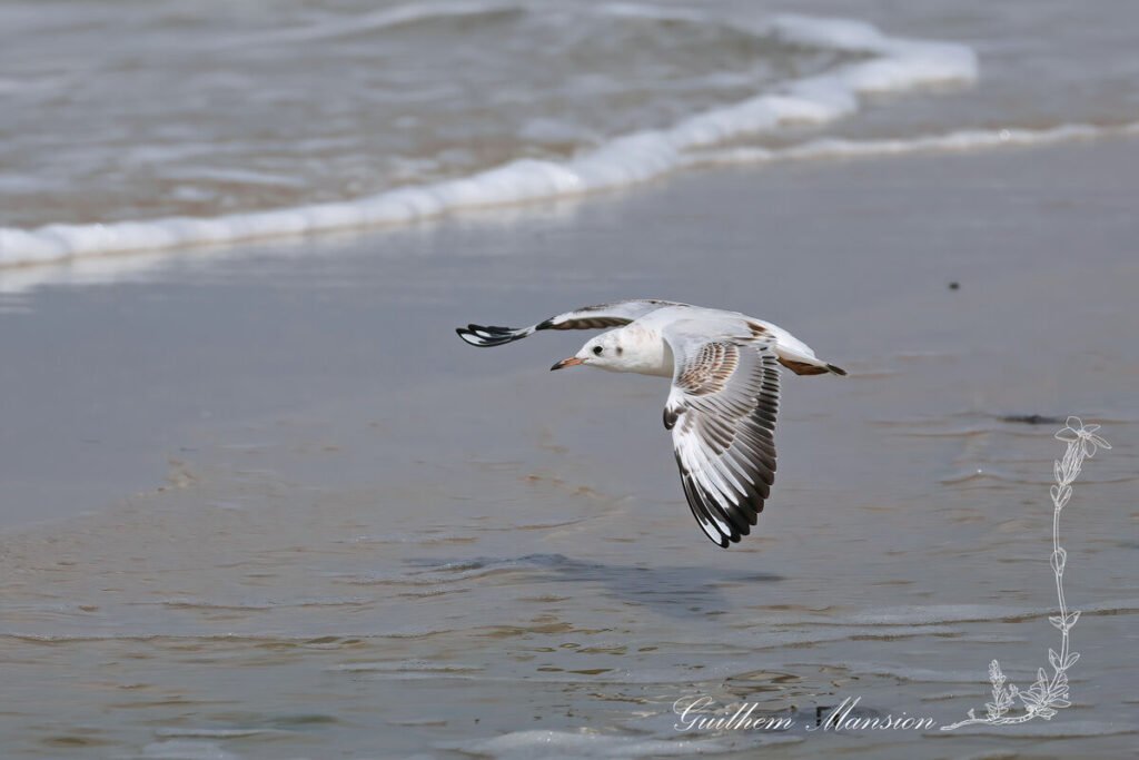 Chroicocephalus ridibundus - Mouette rieuse [Laridae]