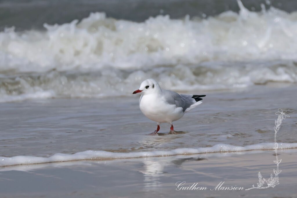 Chroicocephalus ridibundus - Mouette rieuse [Laridae]