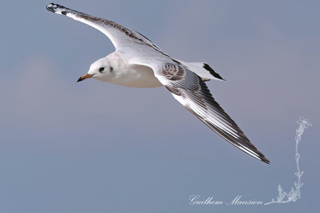 Chroicocephalus ridibundus - Mouette rieuse [Laridae]
