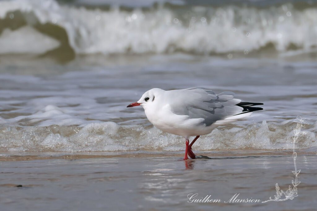 Chroicocephalus ridibundus - Mouette rieuse [Laridae]