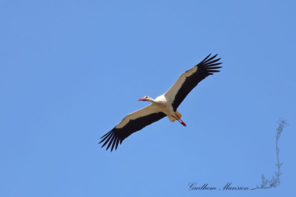 Ciconia ciconia - Cigogne blanche [Ciconiidae]