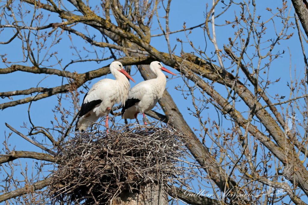 Ciconia ciconia - Cigogne blanche [Ciconiidae]