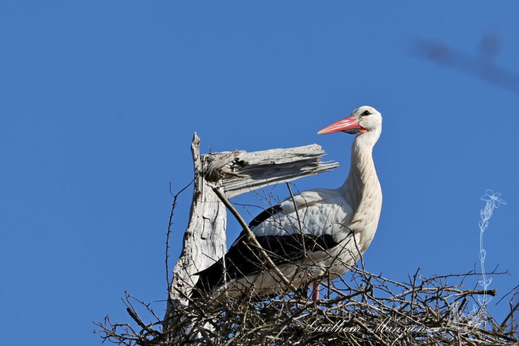 Ciconia ciconia - Cigogne blanche [Ciconiidae]