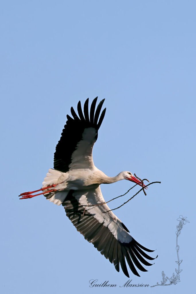 Ciconia ciconia - Cigogne blanche [Ciconiidae]