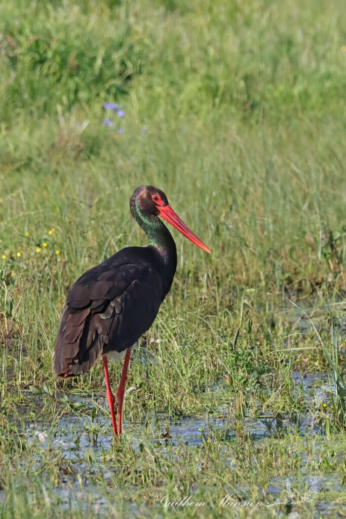Ciconia nigra - Cigogne noire [Ciconiidae]
