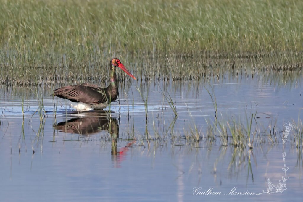 Ciconia nigra - Cigogne noire [Ciconiidae]