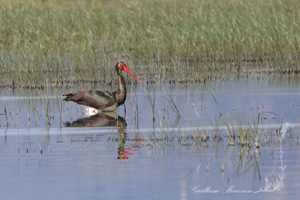Ciconia nigra - Cigogne noire [Ciconiidae]