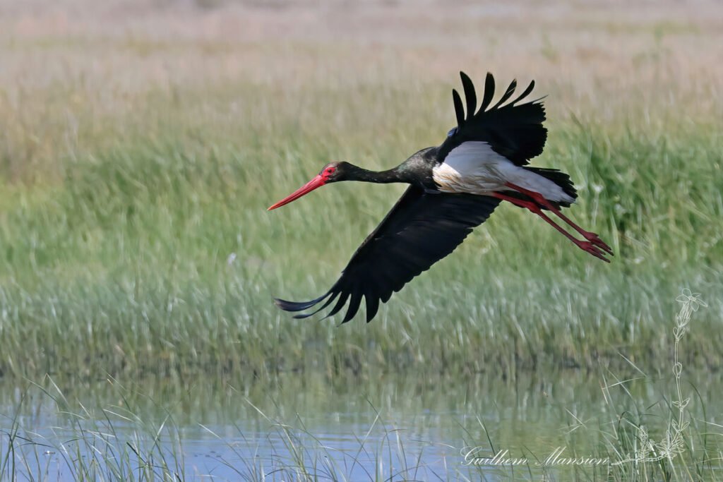 Ciconia nigra - Cigogne noire [Ciconiidae]