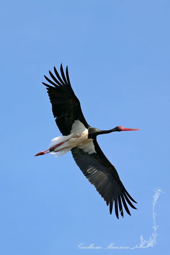 Ciconia nigra - Cigogne noire [Ciconiidae]