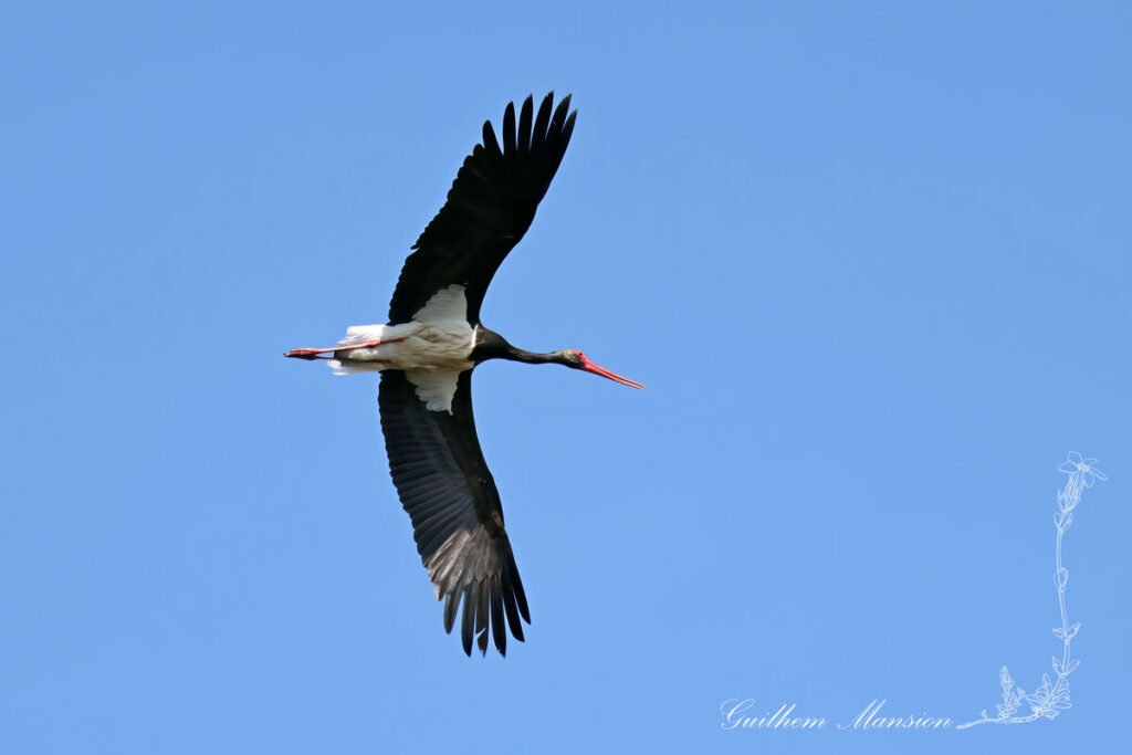Ciconia nigra - Cigogne noire [Ciconiidae]