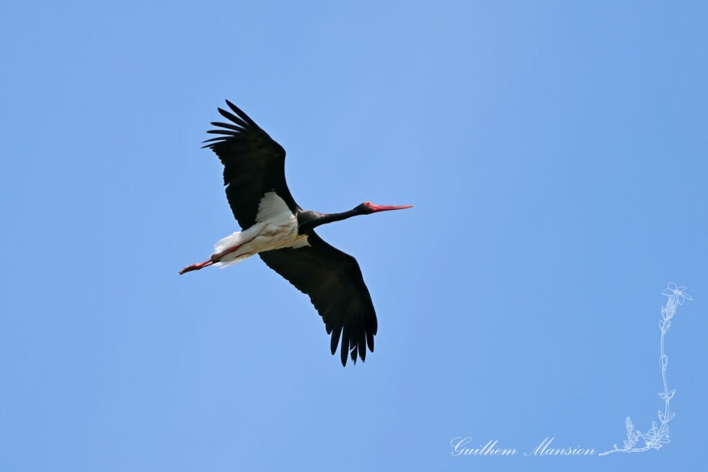 Ciconia nigra - Cigogne noire [Ciconiidae]