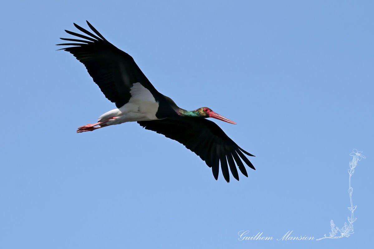 Ciconia nigra - Cigogne noire [Ciconiidae]