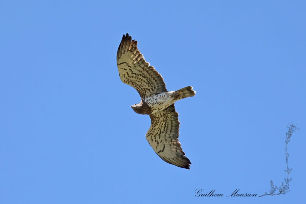 Circaetus gallicus - Circaète Jean-le-Blanc [Accipitridae]