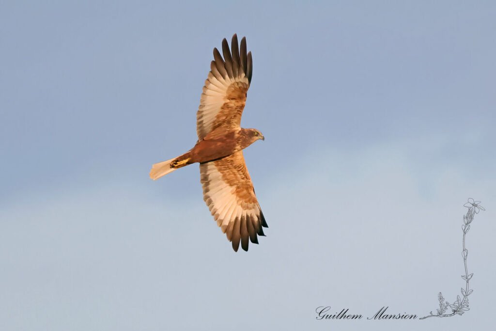Circus aeruginosus - Busard des roseaux [Accipitridae]