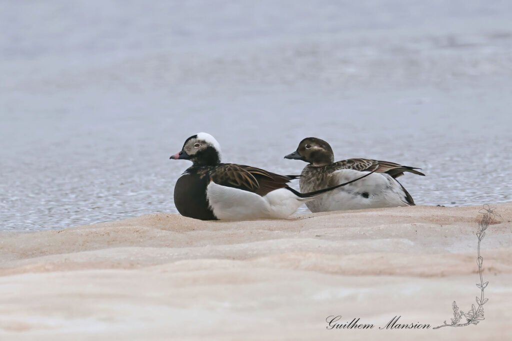 Clangula hyemalis - Harelde boréale [Anatidae]