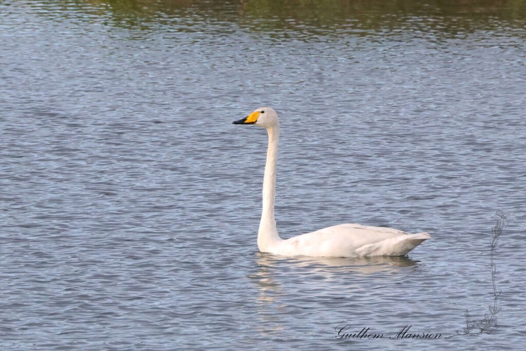 Cygnus cygnus - Cygne chanteur [Anatidae]