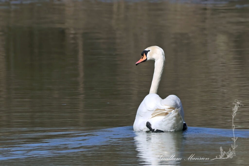 Cygnus olor - Cygne tuberculé [Anatidae]