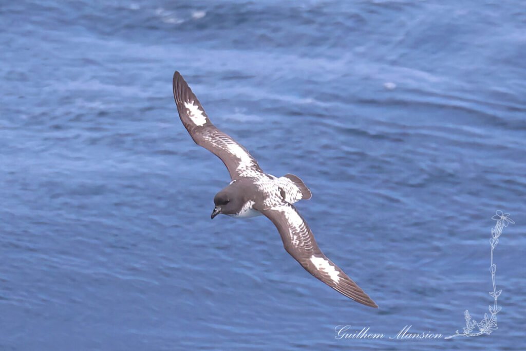 Daption capense - Pétrel du Cap [Procellariidae]