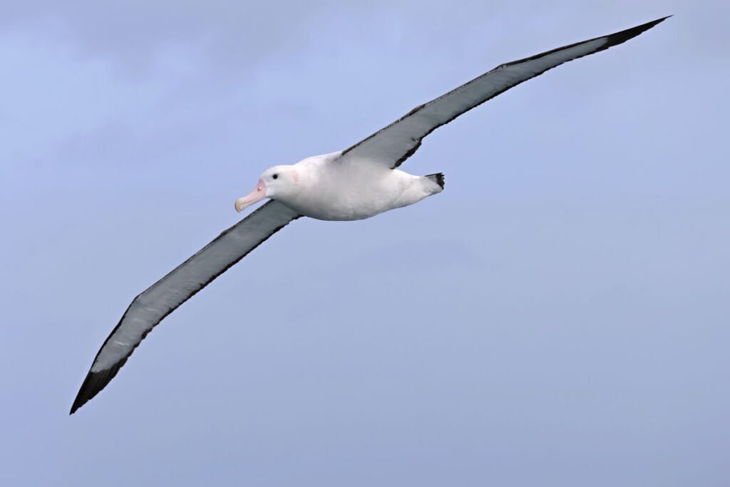 Diomedea dabbenena - Albatros de Tristan [Diomedeidae]