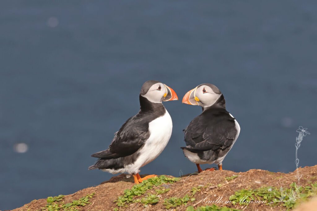 Fratercula arctica - Macareux moine [Alcidae]