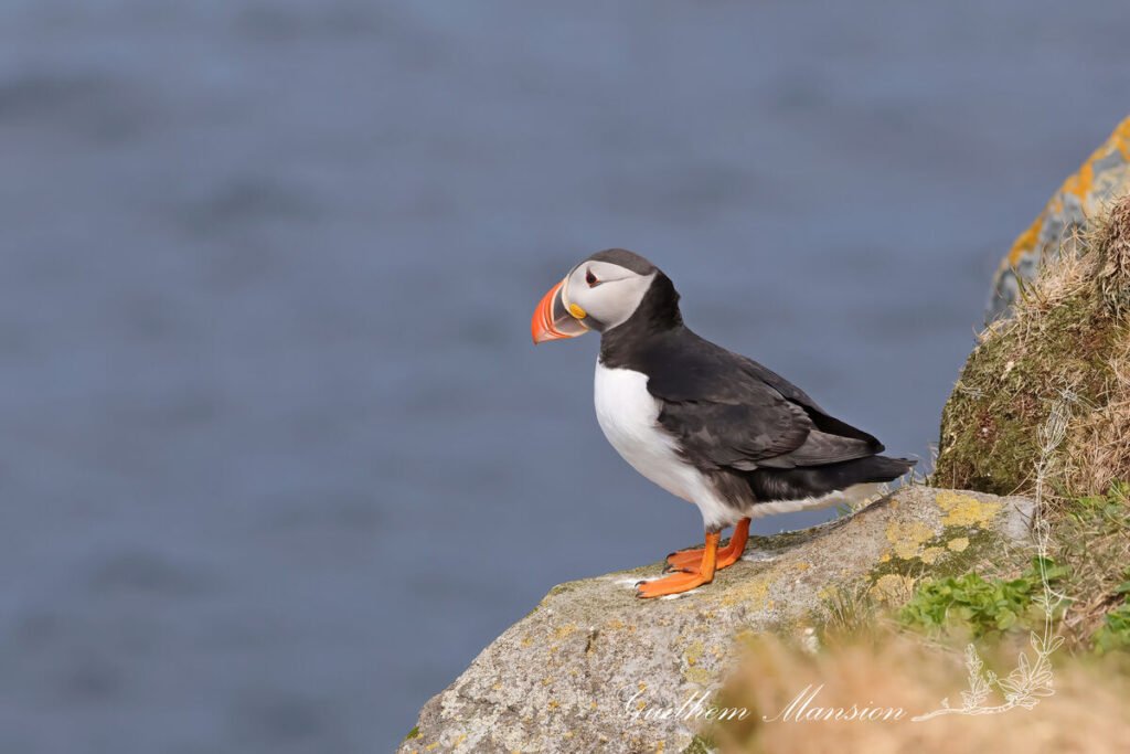Fratercula arctica - Macareux moine [Alcidae]
