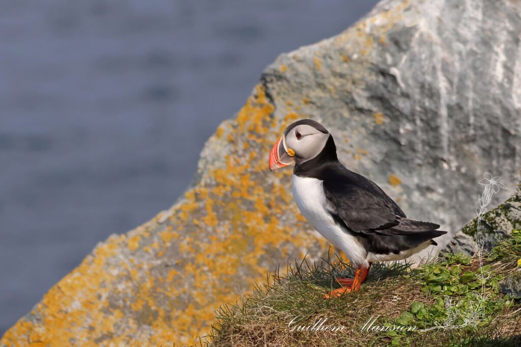Fratercula arctica - Macareux moine [Alcidae]