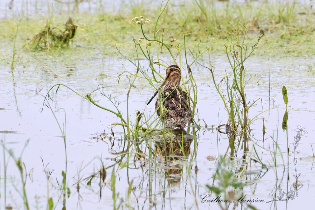 Gallinago gallinago - Bécassine des marais [Scolopacidae]