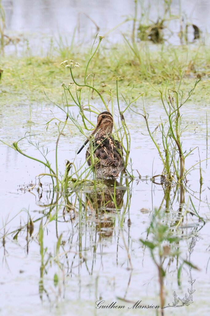 Gallinago gallinago - Bécassine des marais [Scolopacidae]