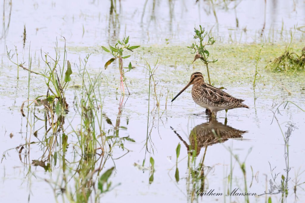 Gallinago gallinago - Bécassine des marais [Scolopacidae]